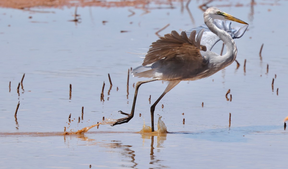 Great Egret x Great Blue Heron (hybrid) - ML641812540