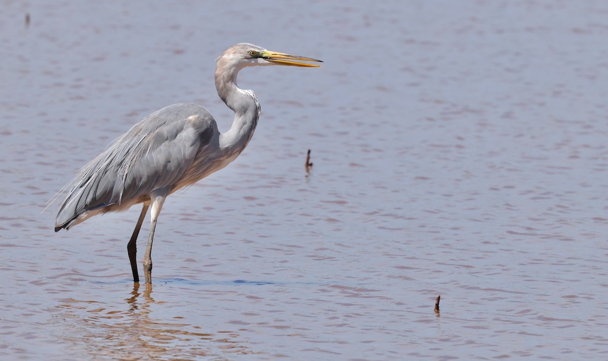 Great Egret x Great Blue Heron (hybrid) - ML641812541