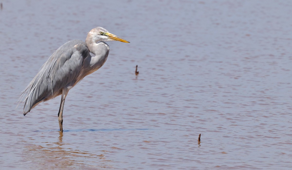 Great Egret x Great Blue Heron (hybrid) - ML641812542