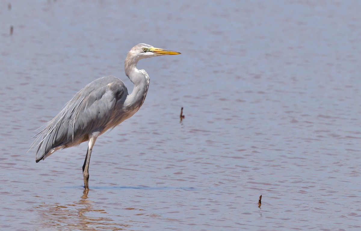 Great Egret x Great Blue Heron (hybrid) - ML641812543