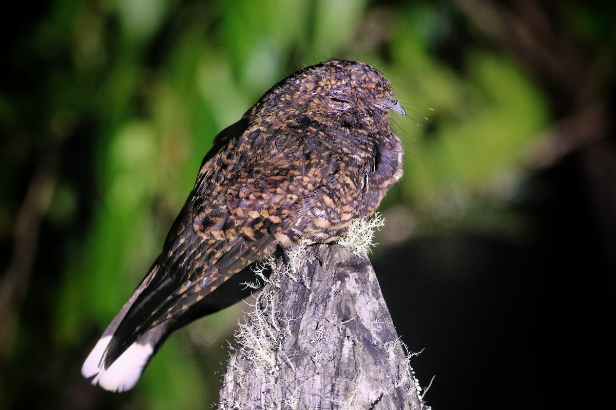 Dusky Nightjar - ML641812572