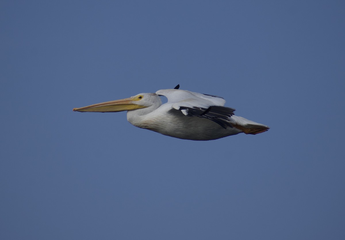 American White Pelican - ML641812574
