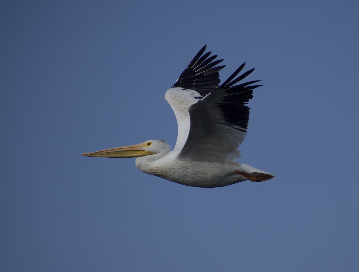 American White Pelican - ML641812575