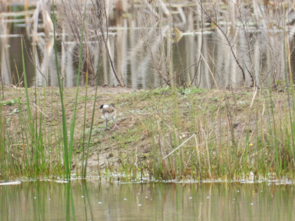Masked Lapwing - ML641812588
