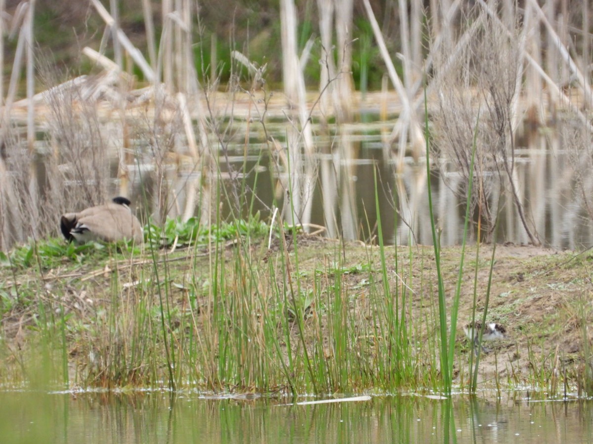 Masked Lapwing - ML641812589