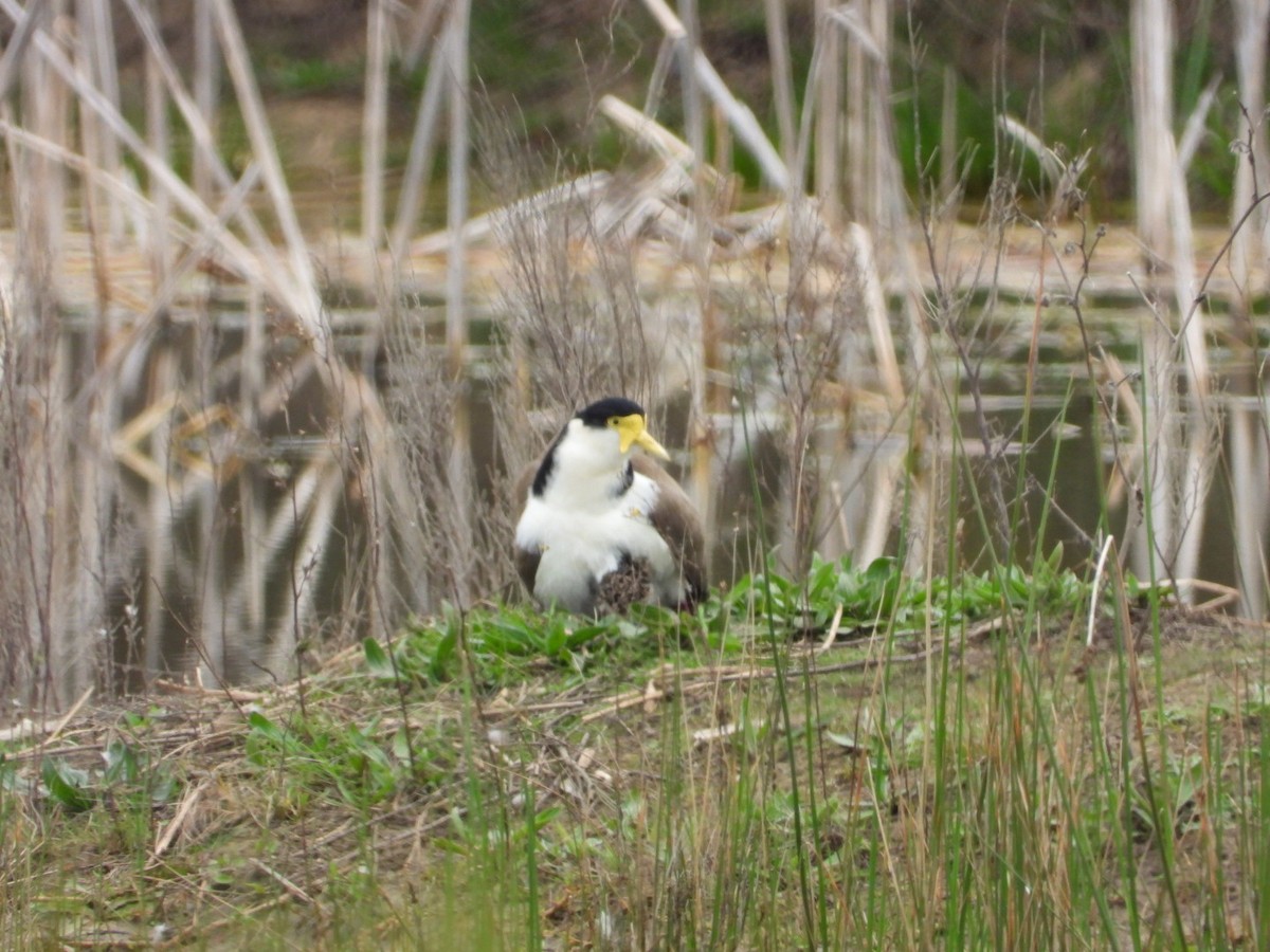 Masked Lapwing - ML641812592