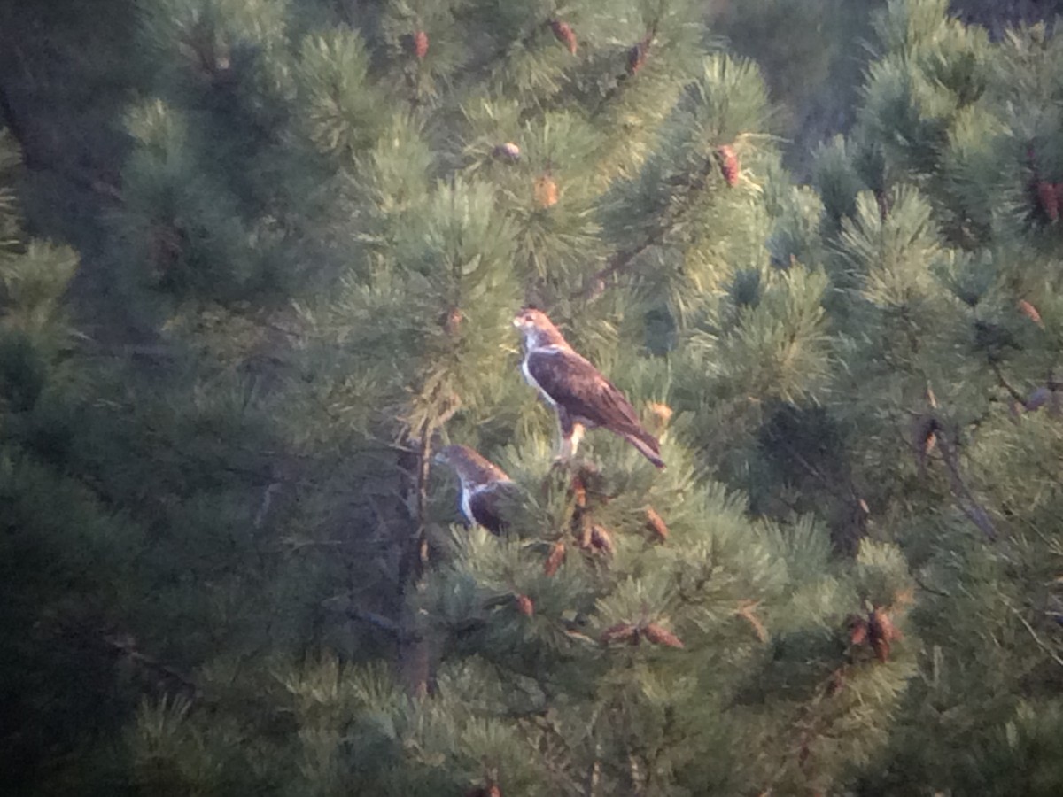 Bonelli's Eagle - ML641812614