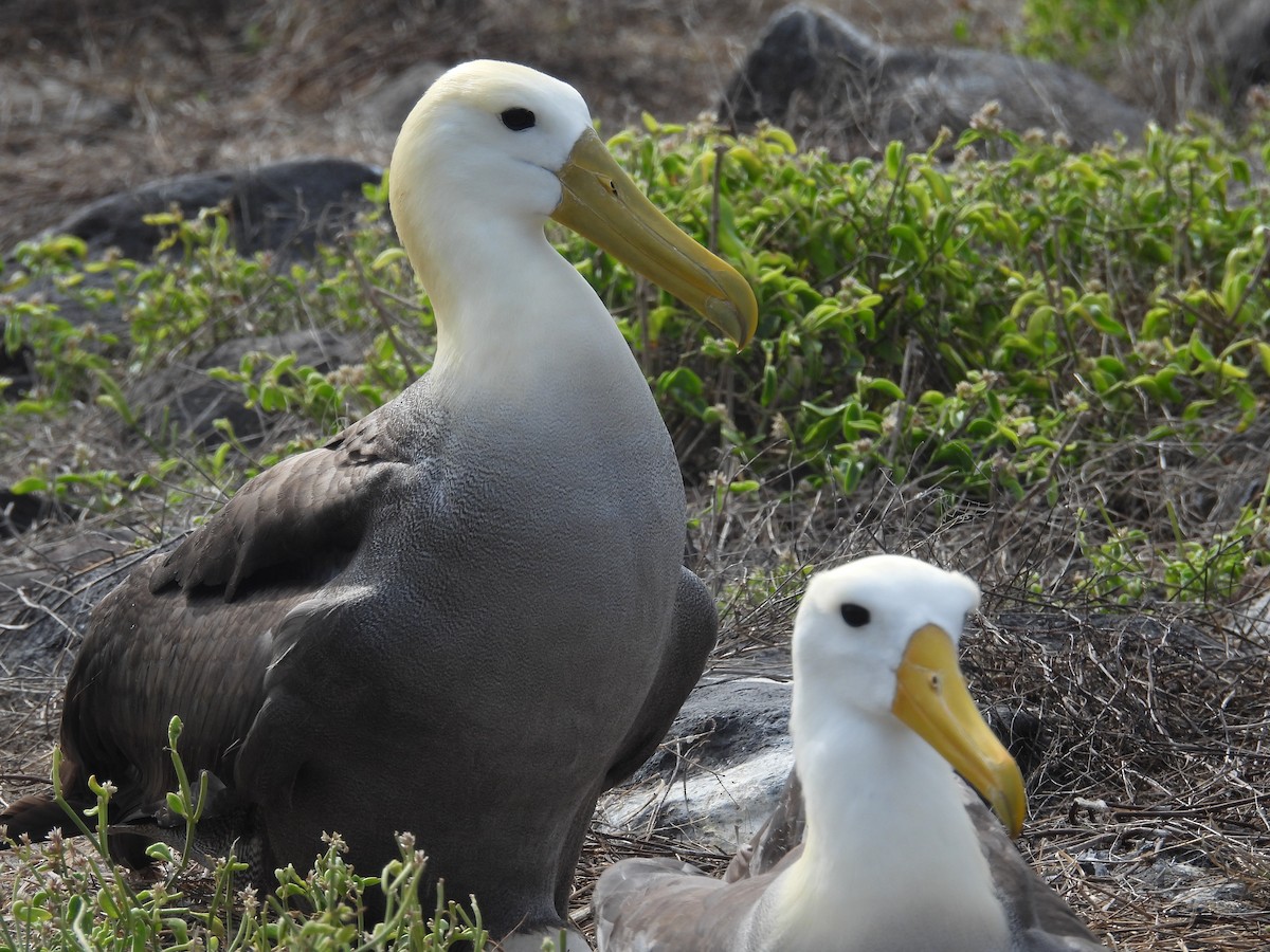 Waved Albatross - ML641812652