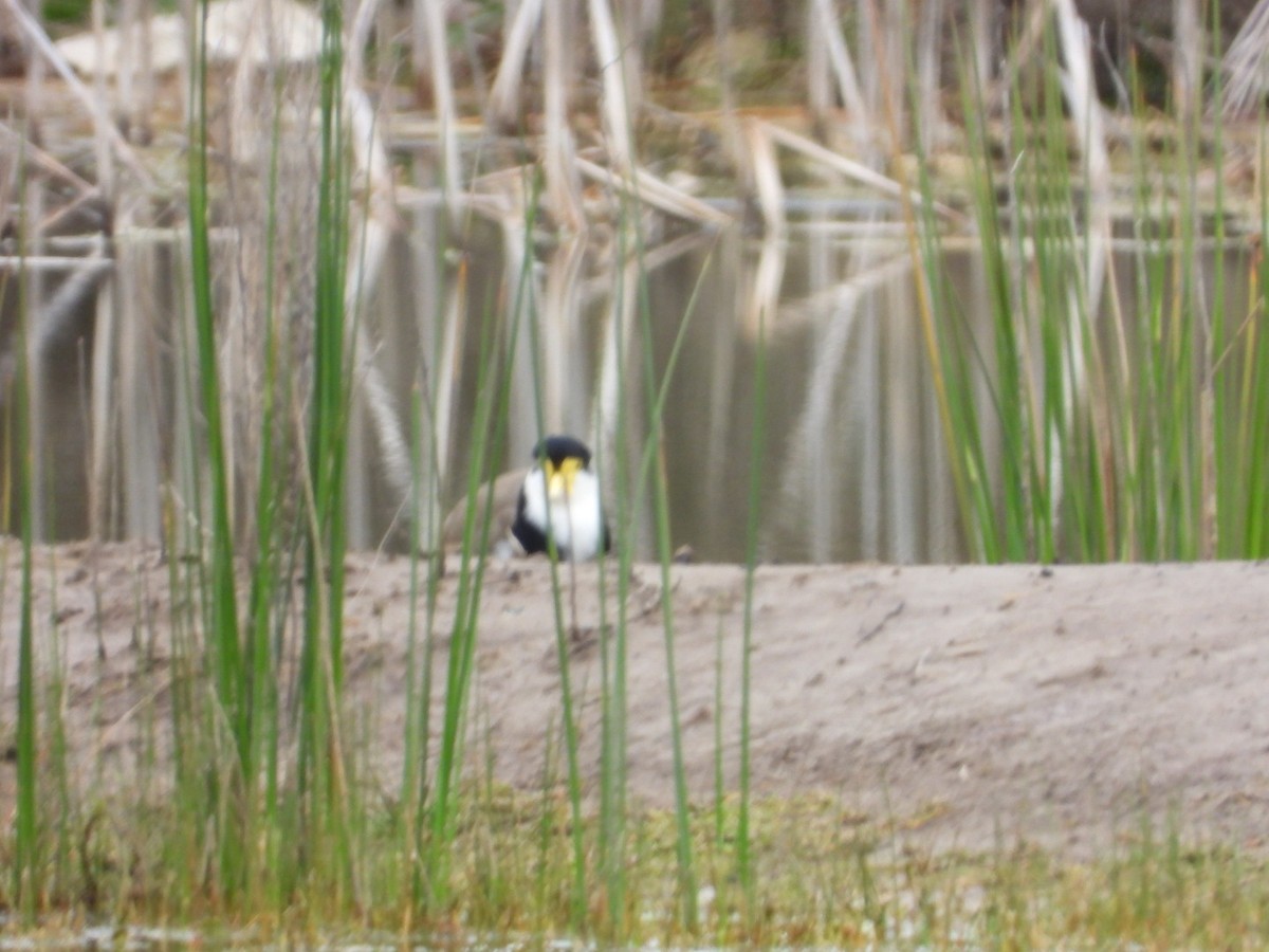Masked Lapwing - ML641812672