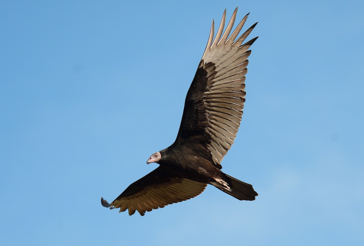 Turkey Vulture - ML641812674