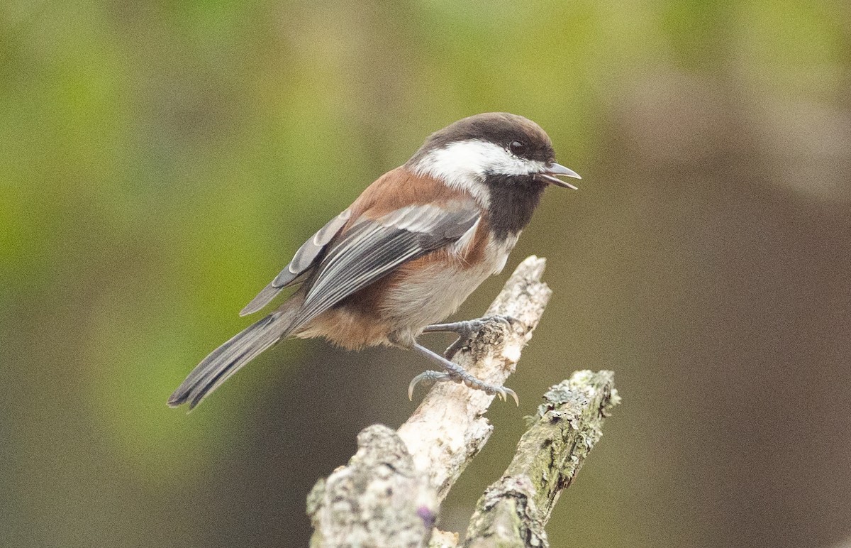 Chestnut-backed Chickadee - ML641812702