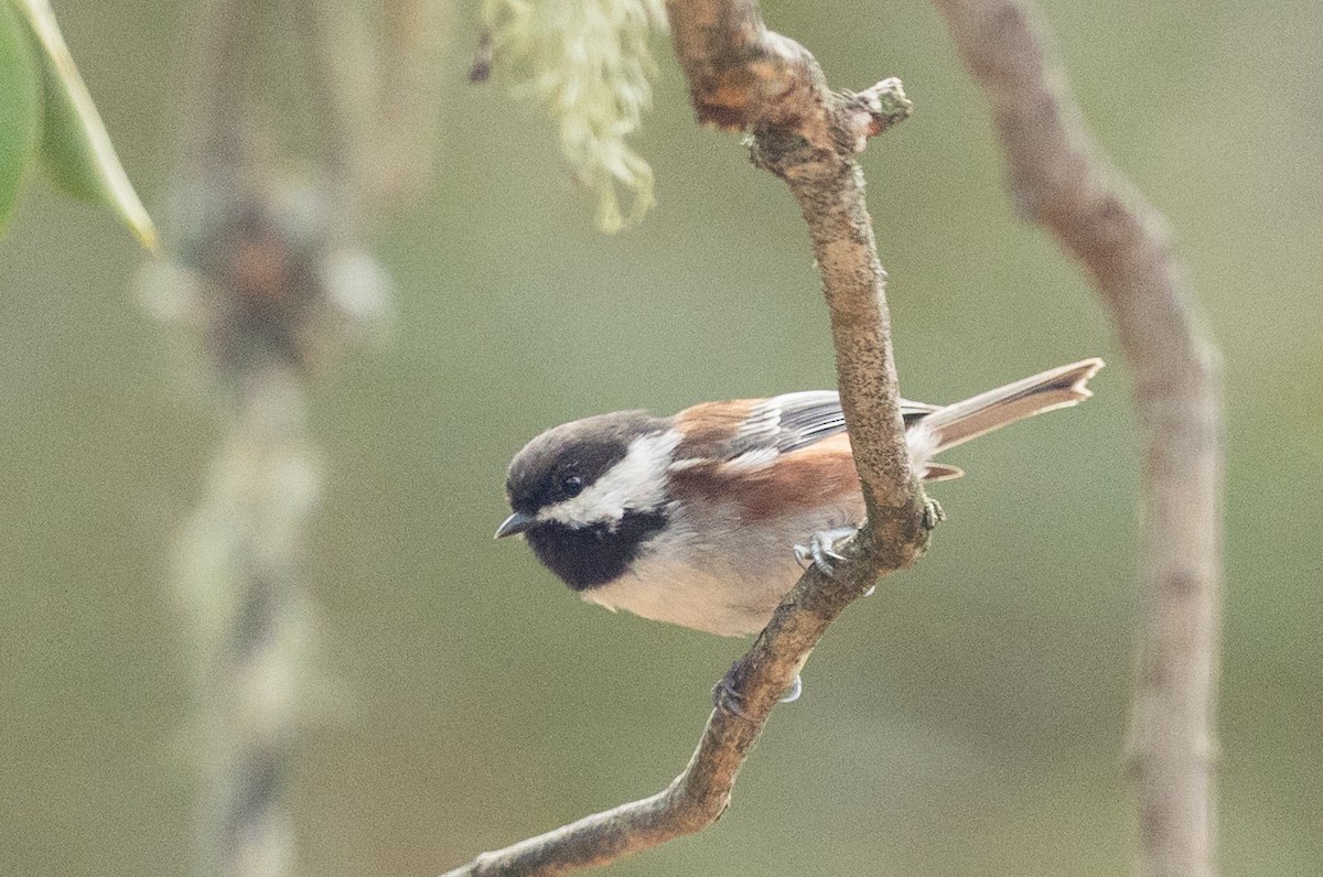 Chestnut-backed Chickadee - ML641812703