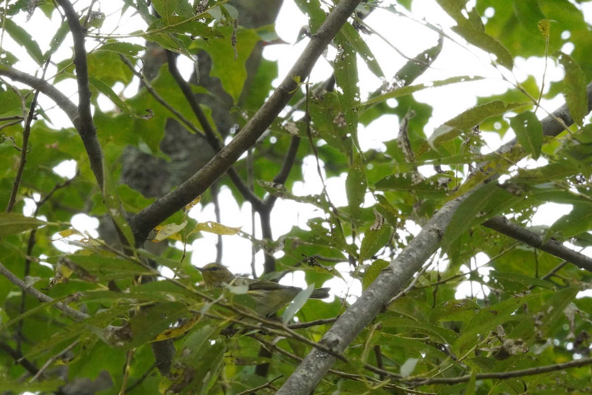 Cape May Warbler - ML641812728
