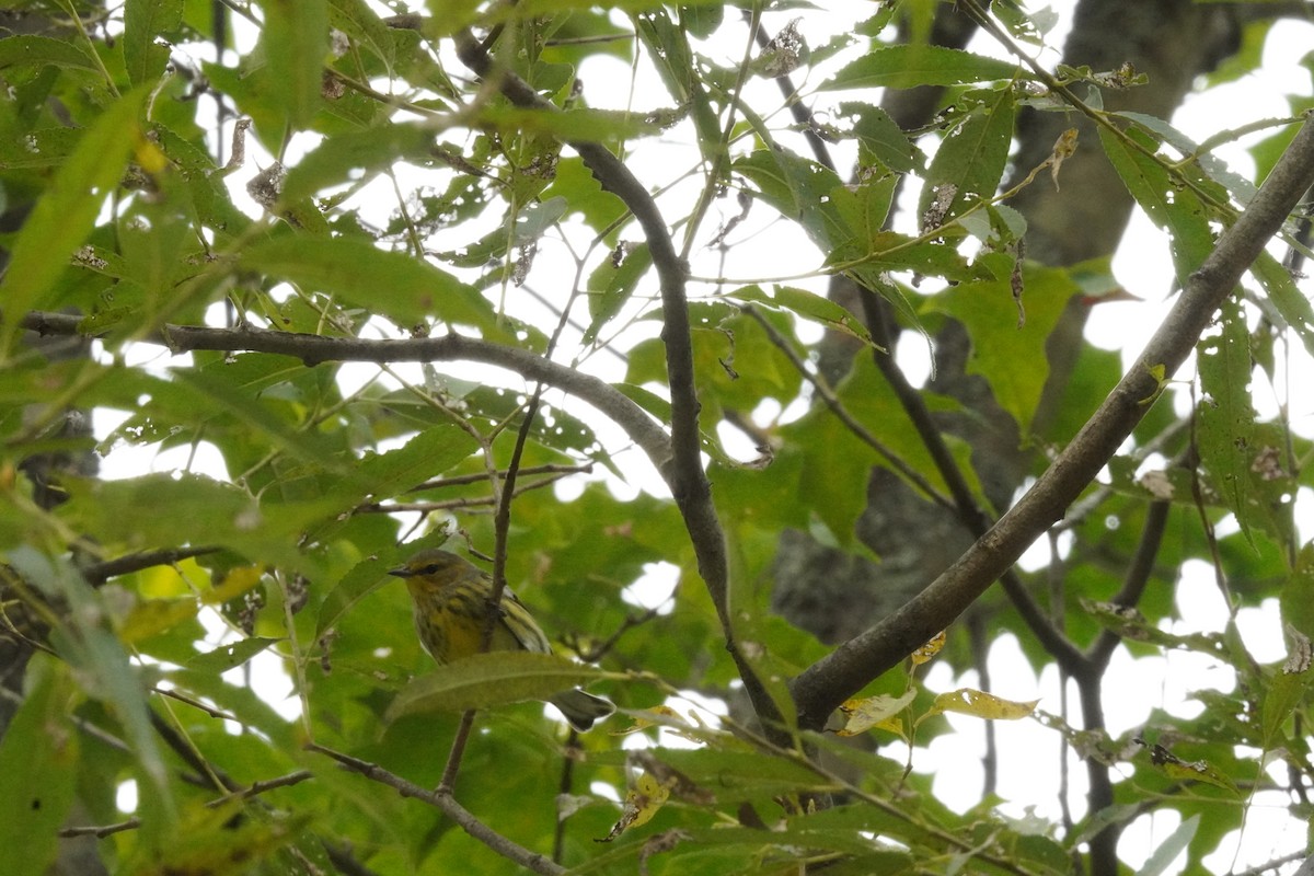 Cape May Warbler - ML641812729