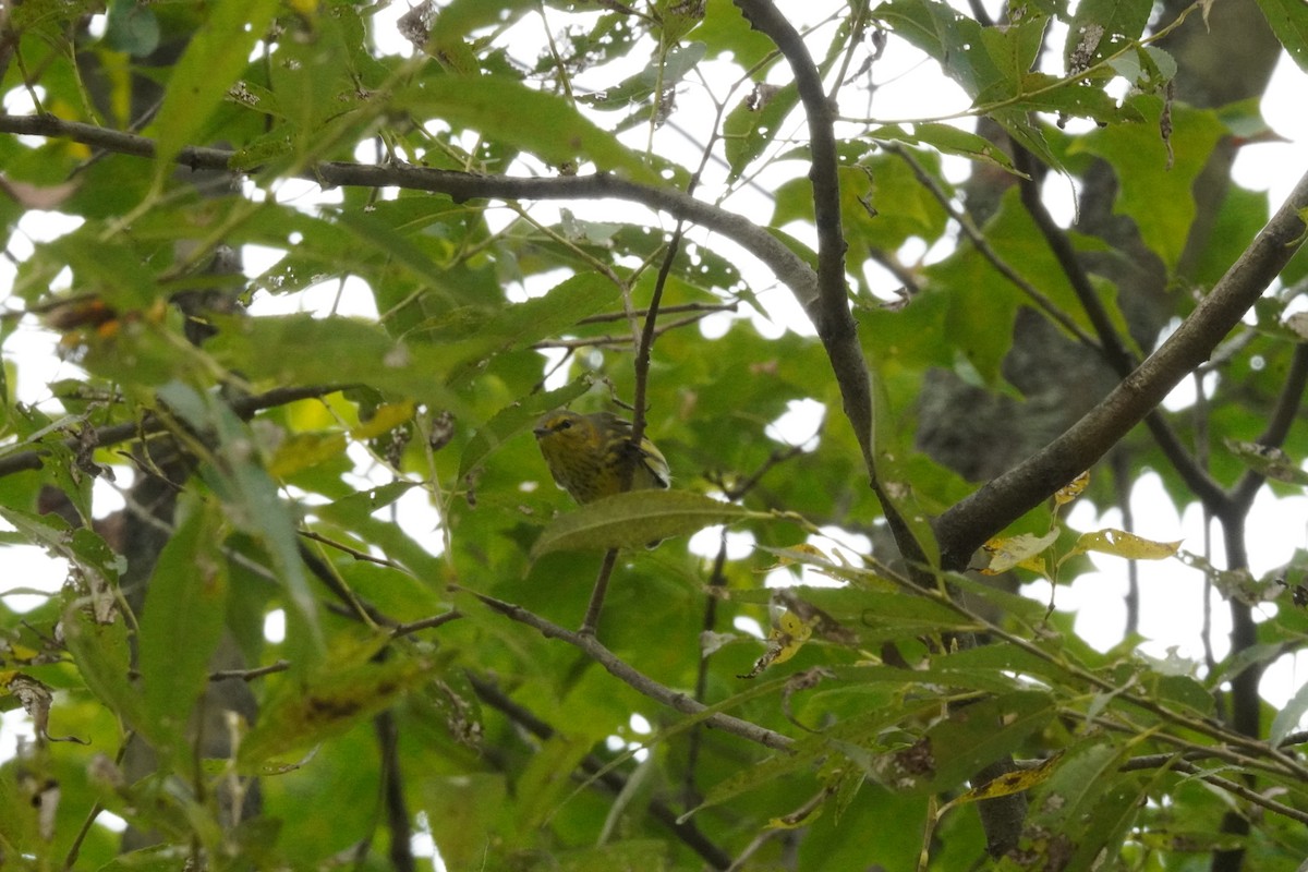 Cape May Warbler - ML641812730