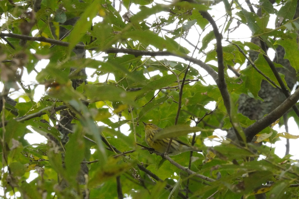 Cape May Warbler - ML641812731