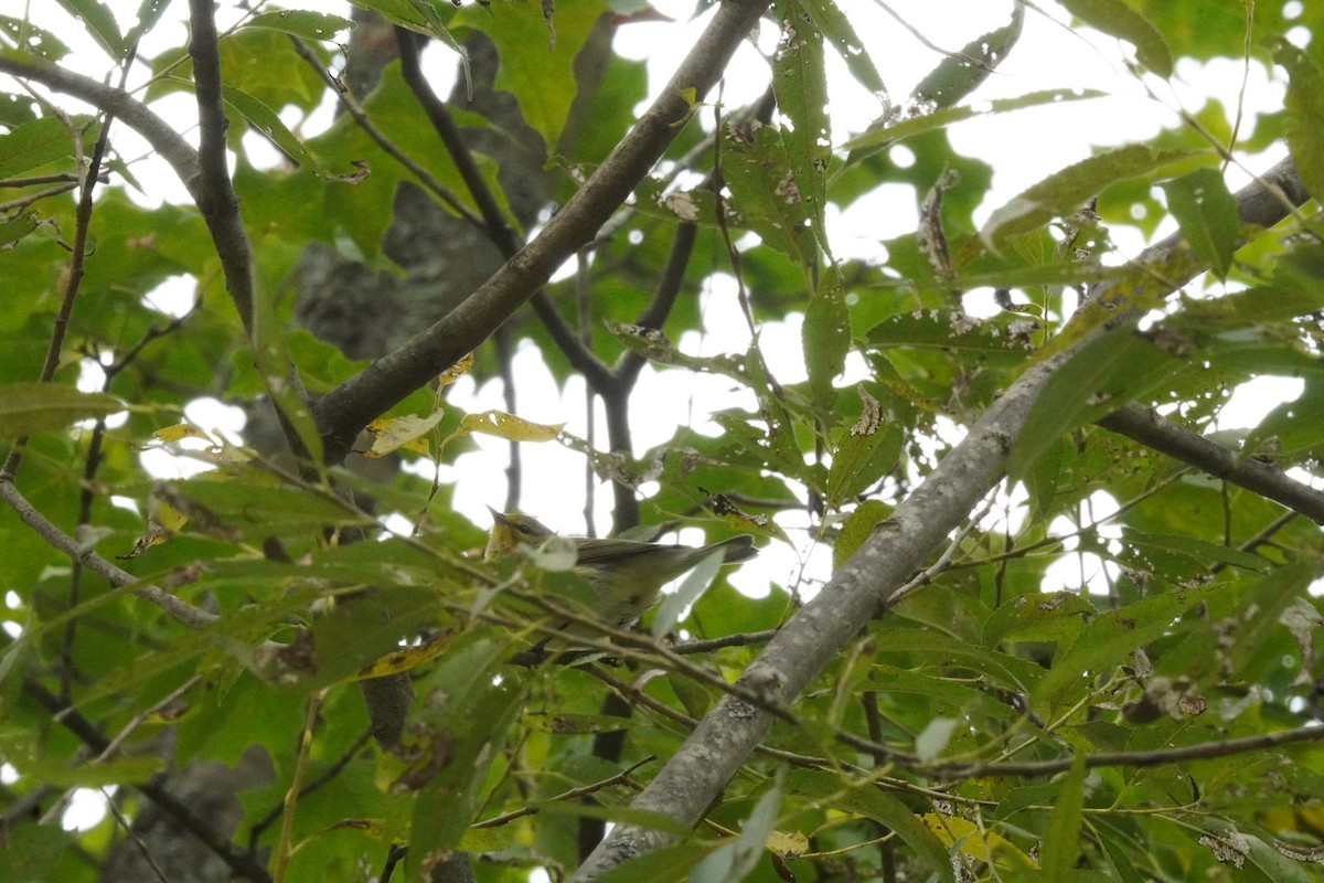 Cape May Warbler - ML641812732