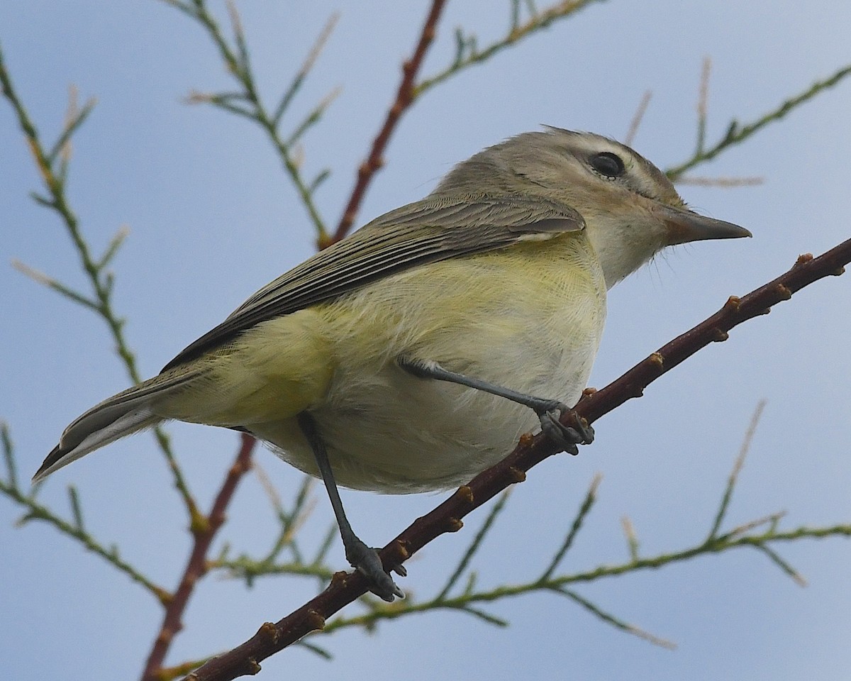Warbling Vireo (Western) - ML641812733