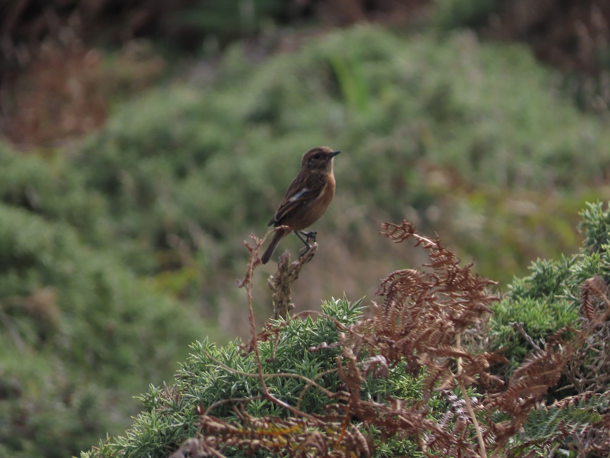 European Stonechat - ML641812734