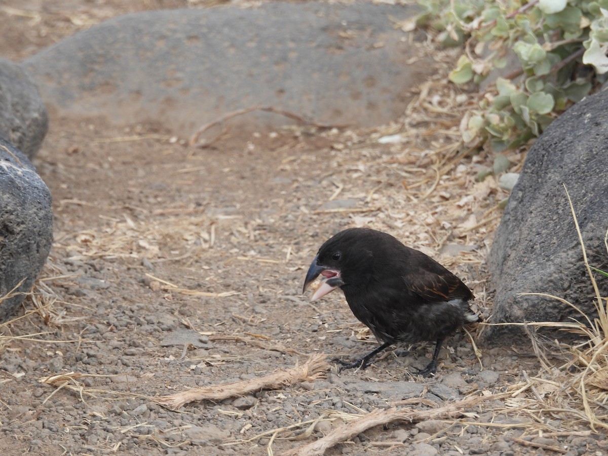 Española Ground-Finch - ML641812736