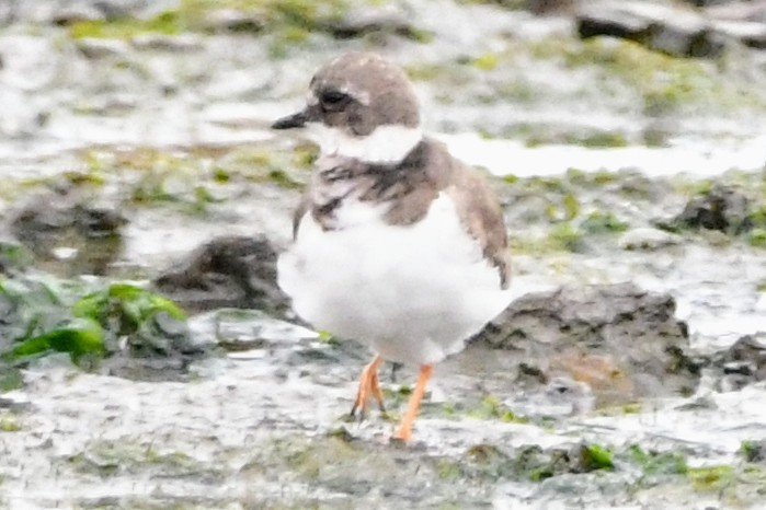 Common Ringed Plover - ML641812740