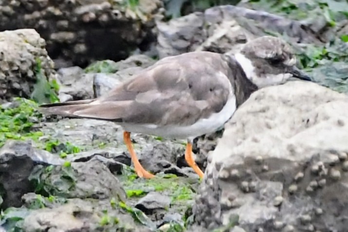 Common Ringed Plover - ML641812741