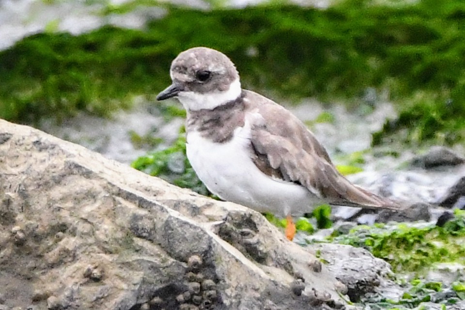 Common Ringed Plover - ML641812742