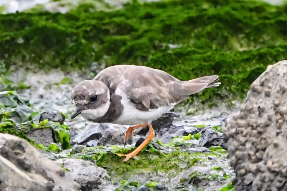 Common Ringed Plover - ML641812743