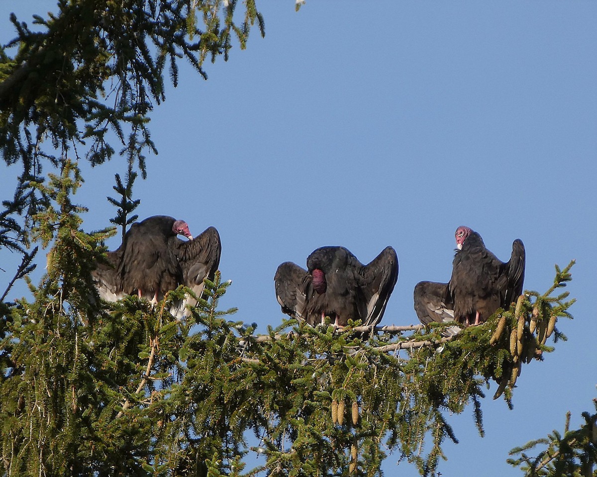 Turkey Vulture - ML641812744