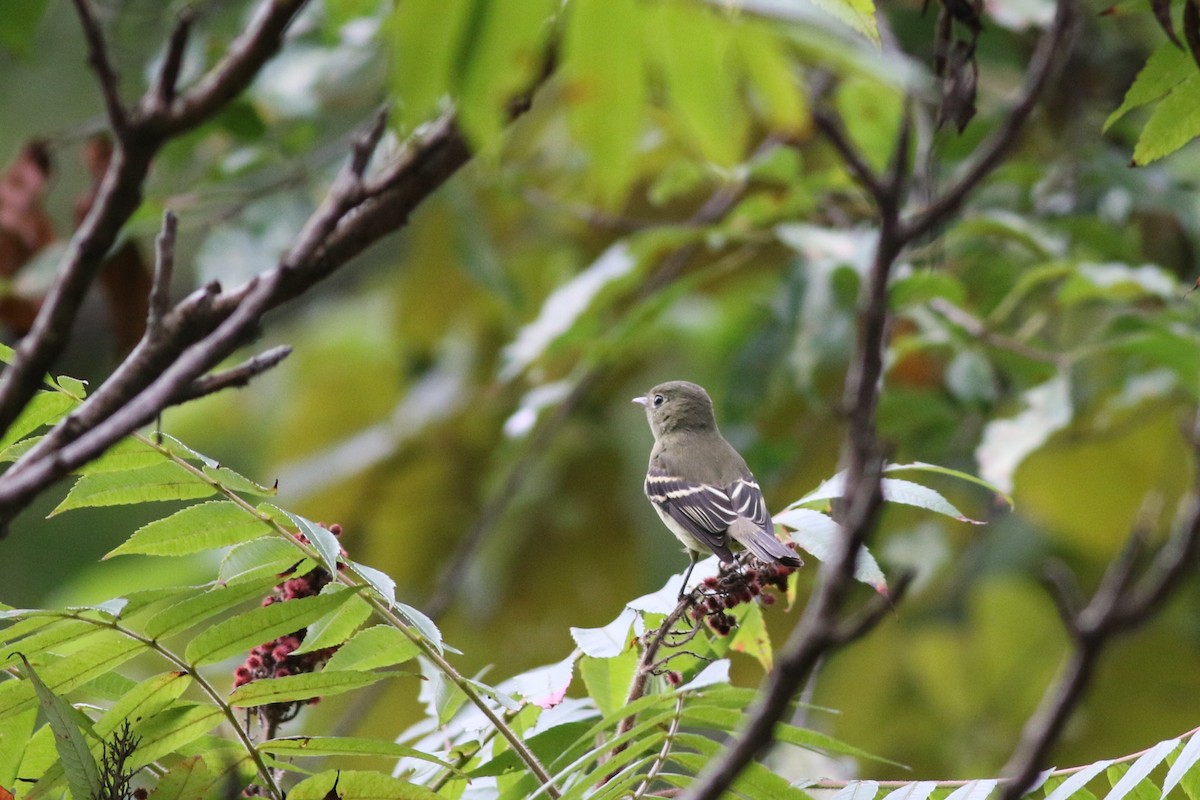 Least Flycatcher - ML641812745