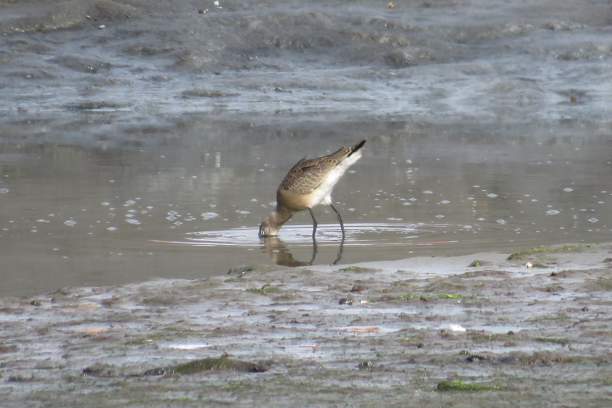 Hudsonian Godwit - ML641812746