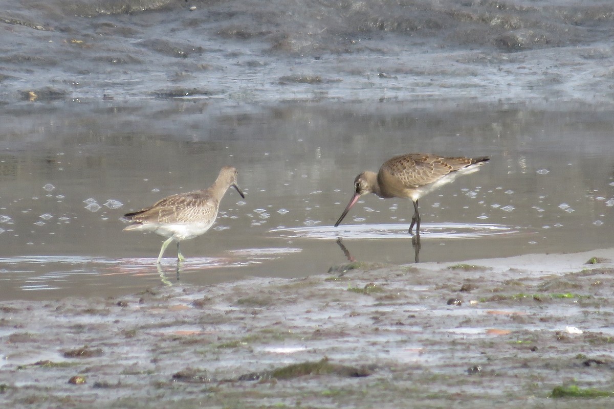 Hudsonian Godwit - ML641812747