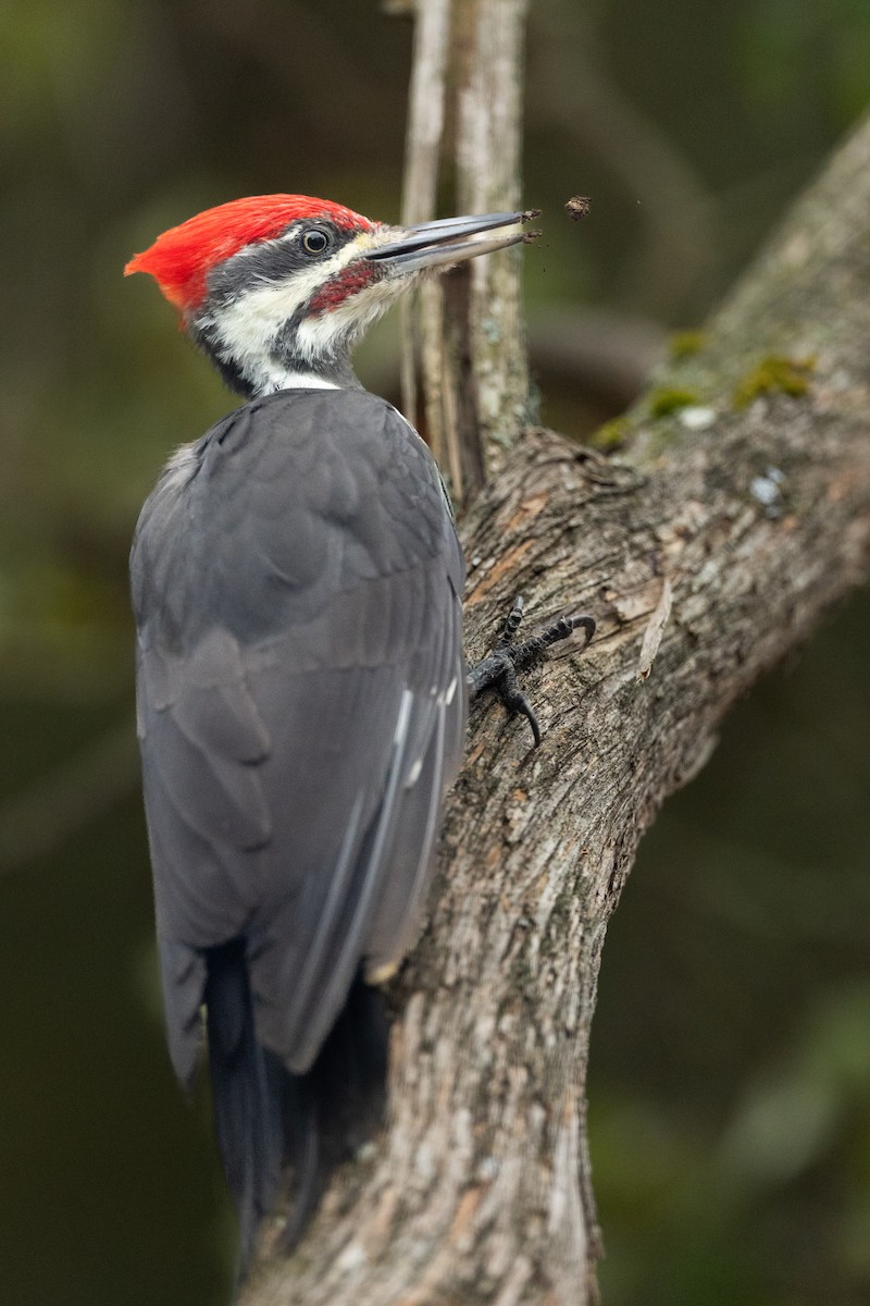 Pileated Woodpecker - ML641812748
