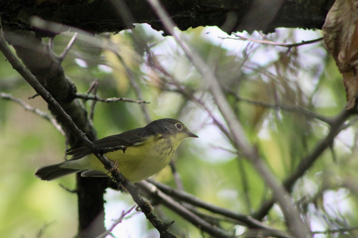 Canada Warbler - ML641812750