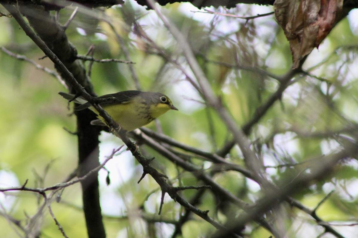 Canada Warbler - ML641812751