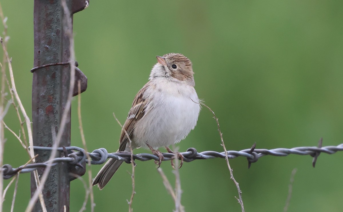 Brewer's Sparrow - ML641812754