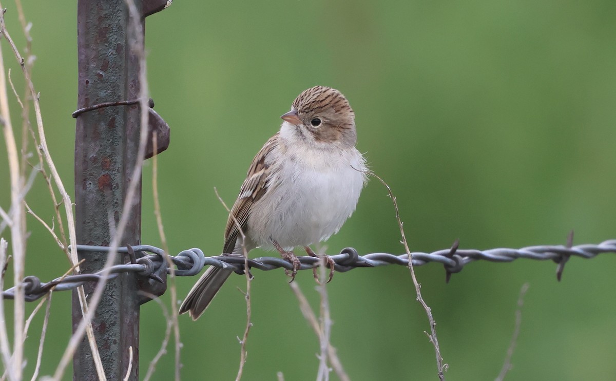 Brewer's Sparrow - ML641812755