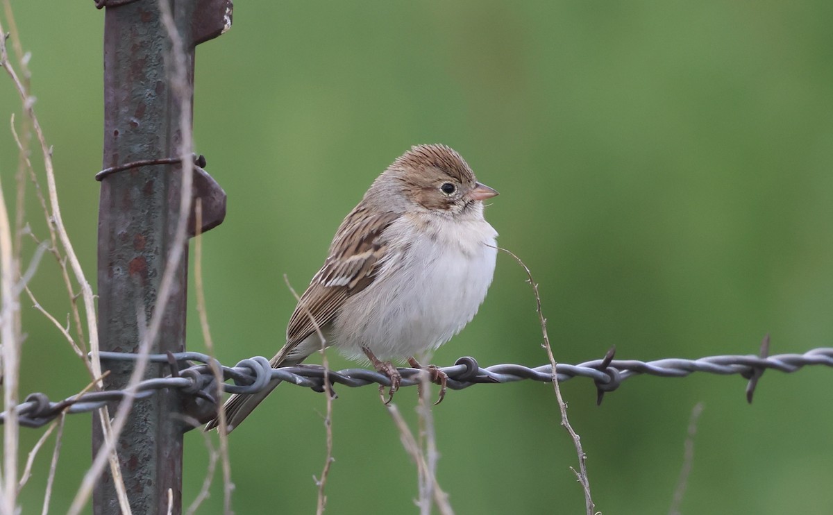 Brewer's Sparrow - ML641812756