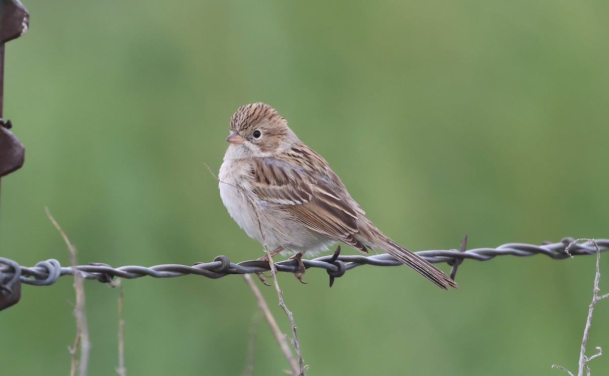 Brewer's Sparrow - ML641812757