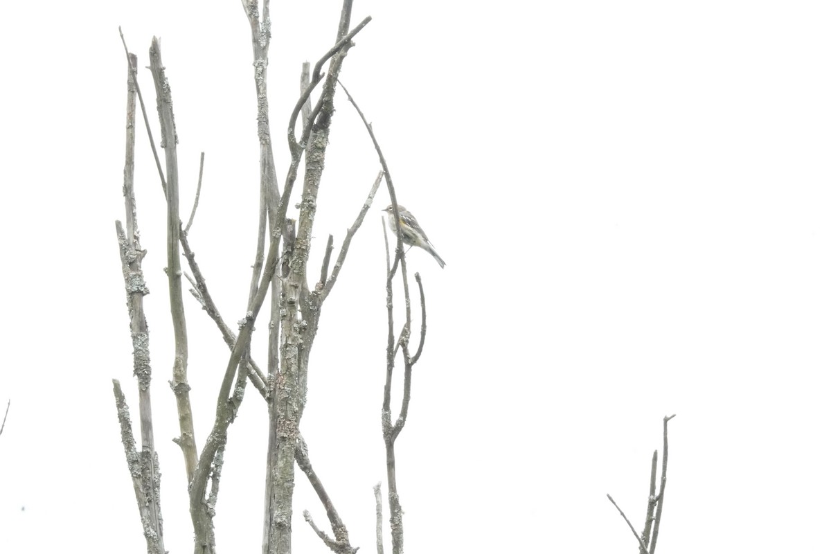 Yellow-rumped Warbler (Myrtle) - ML641812758