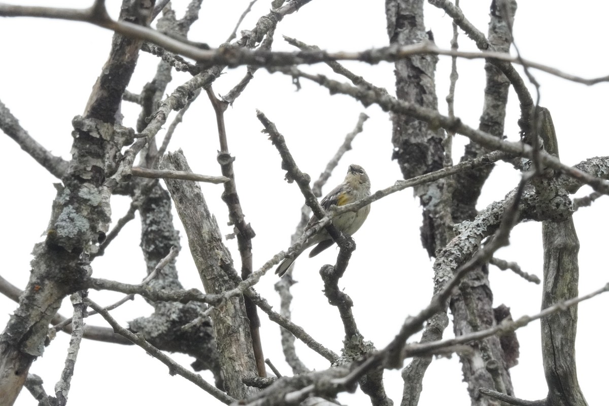 Yellow-rumped Warbler (Myrtle) - ML641812763