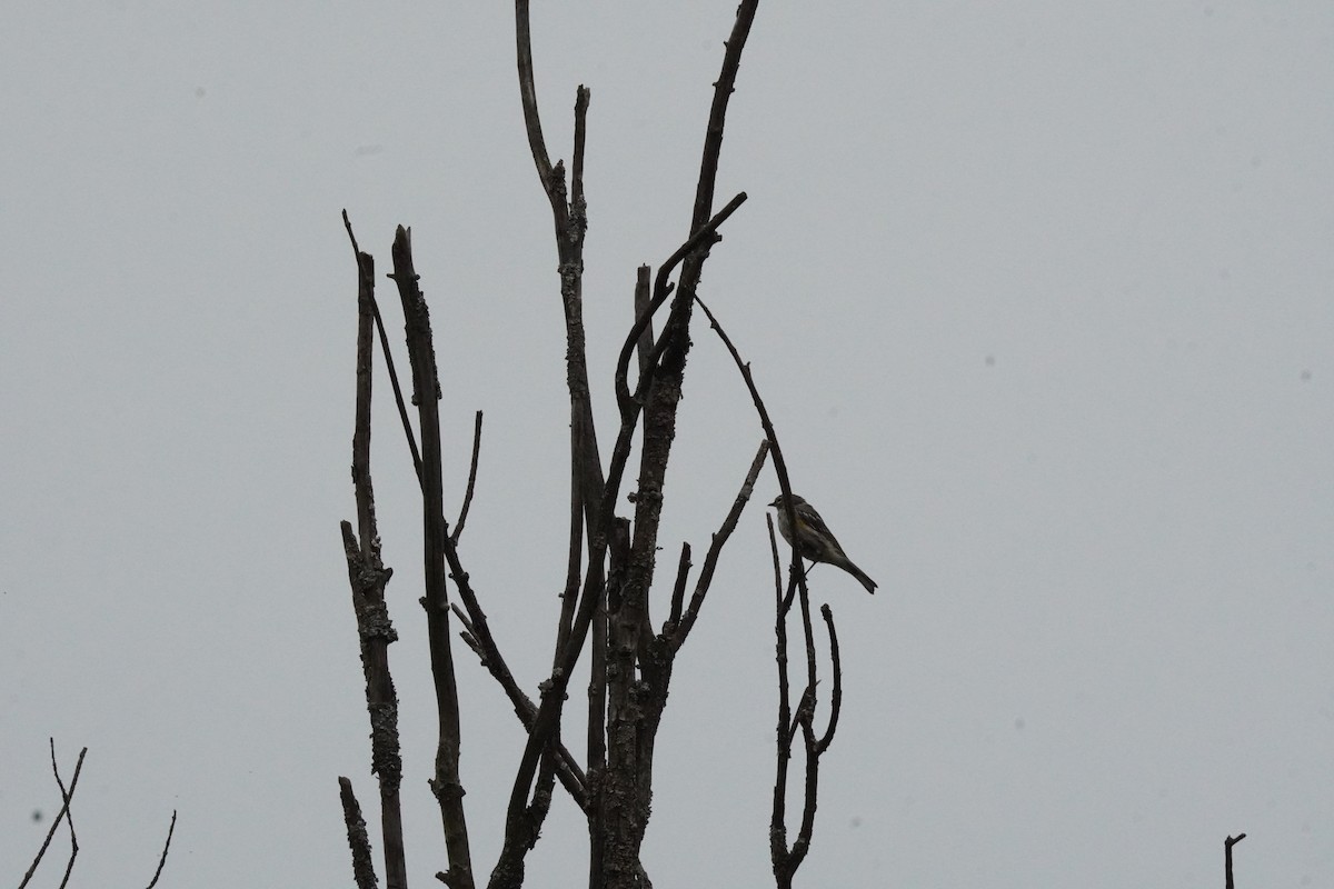 Yellow-rumped Warbler (Myrtle) - ML641812764