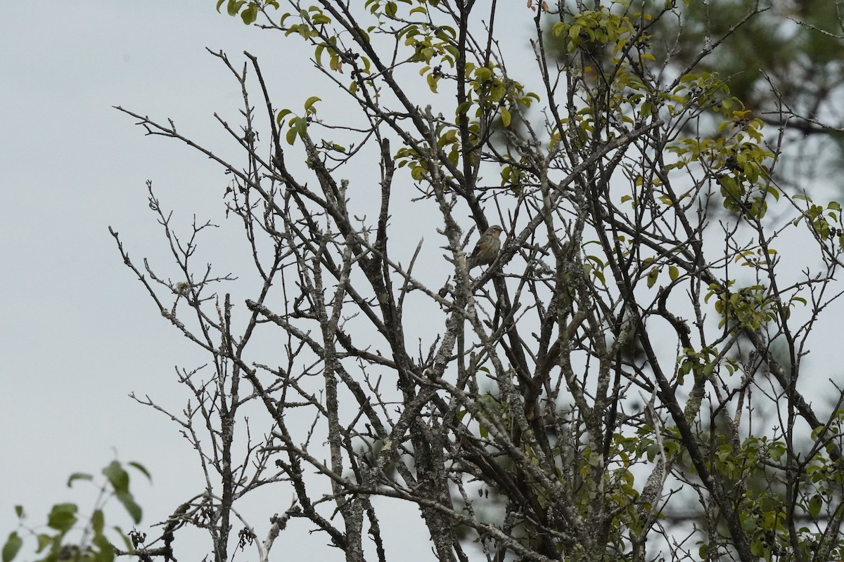 Yellow-rumped Warbler (Myrtle) - ML641812766