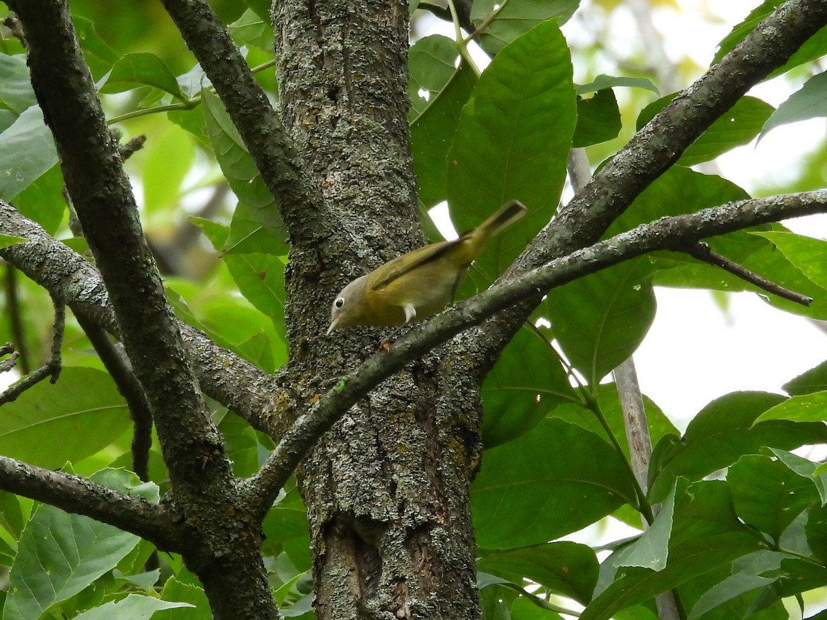 Nashville Warbler - ML641812785