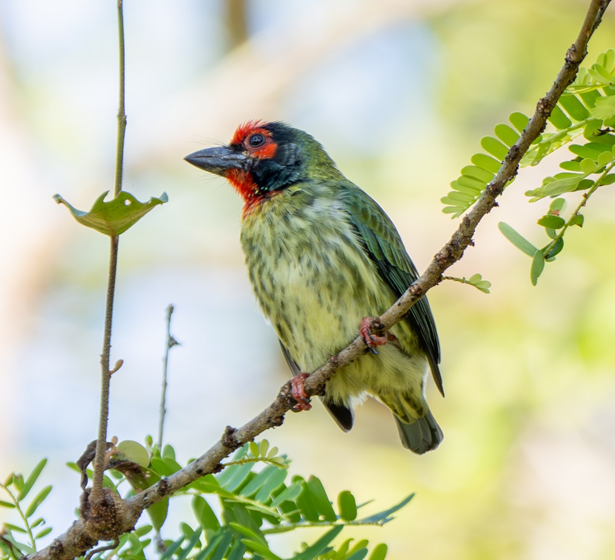 Kupferschmied-Bartvogel - ML641812807
