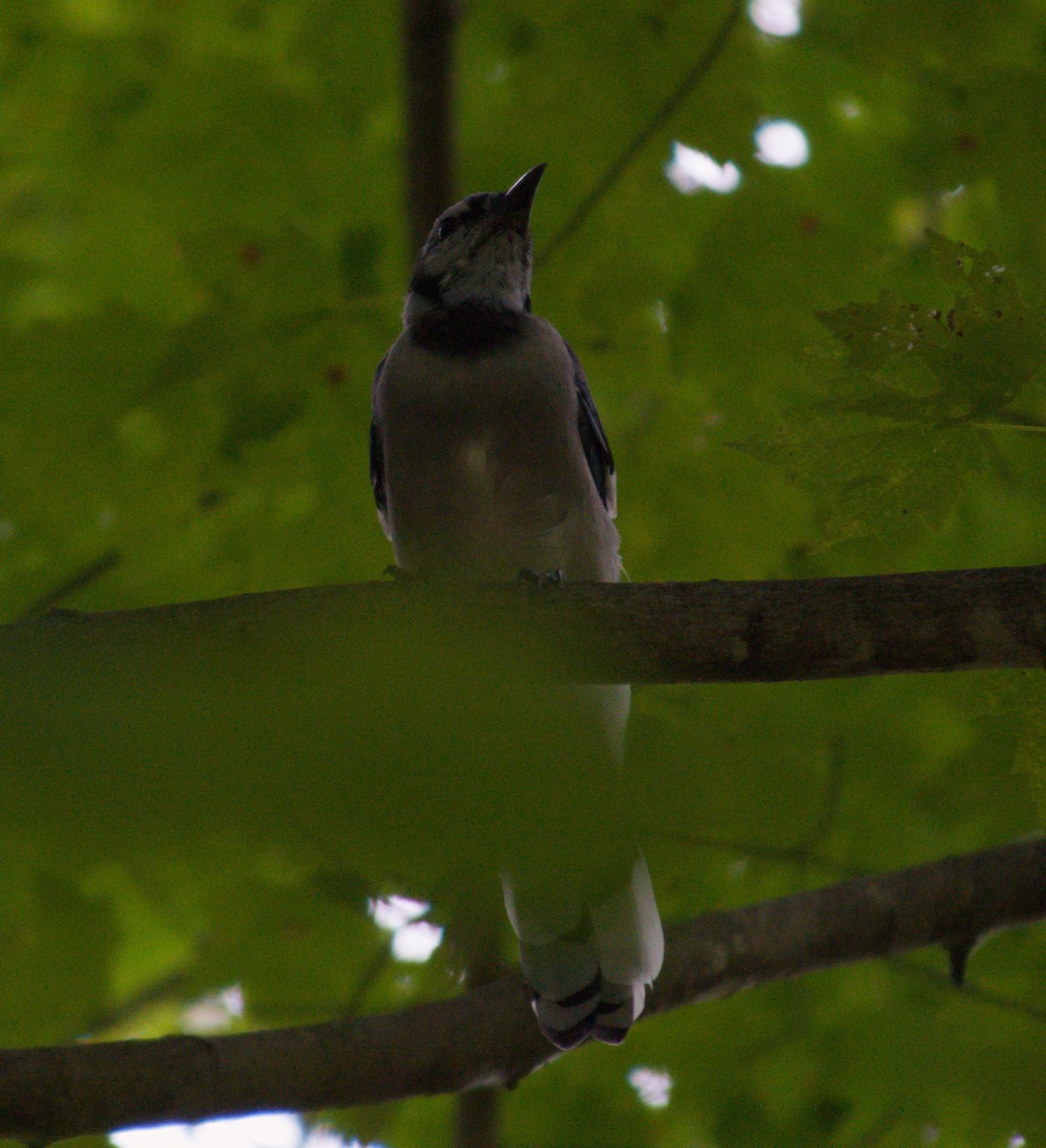 Blue Jay - ML641812809