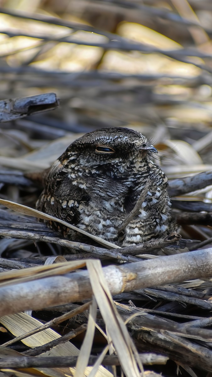 Scissor-tailed Nightjar - ML641812810