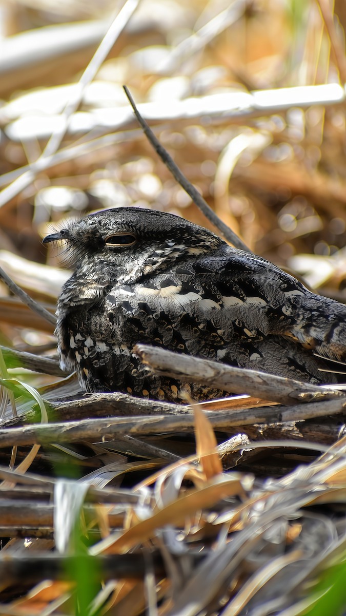 Scissor-tailed Nightjar - ML641812812