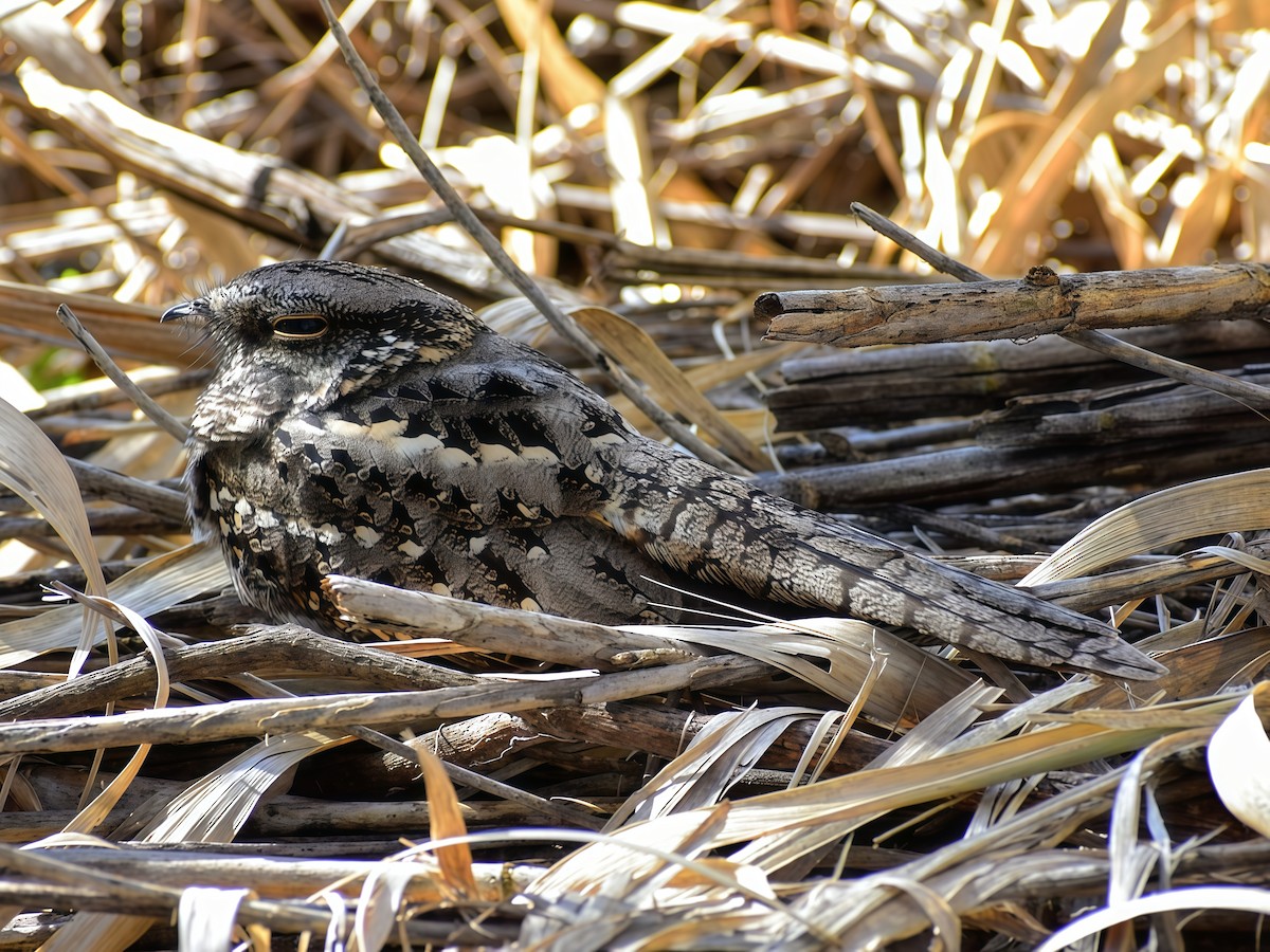 Scissor-tailed Nightjar - ML641812813