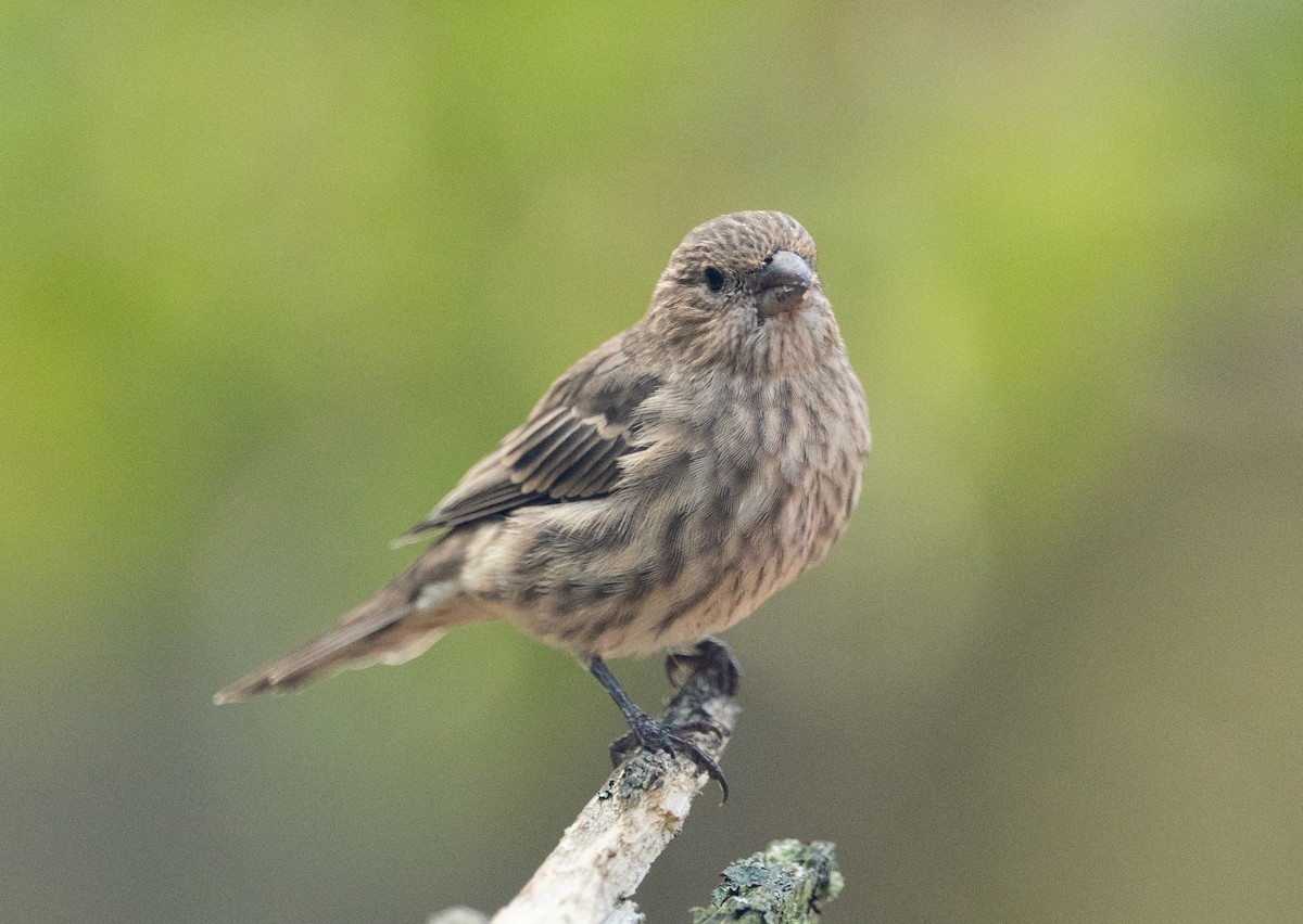 House Finch - ML641812815